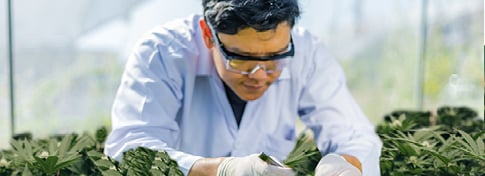 man in a greenhouse inspecting plants